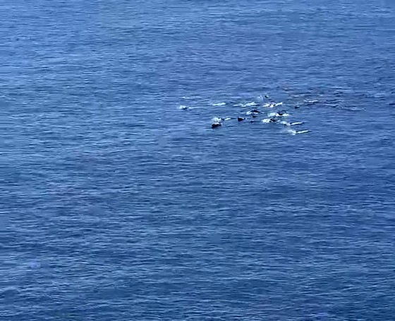 A pod of dolphins swimming together off the shore of Bai Mon Beach- Mui Dien Cape, a national landscape in Dong Hoa Town of the central coastal province of Phu Yen on May 14.