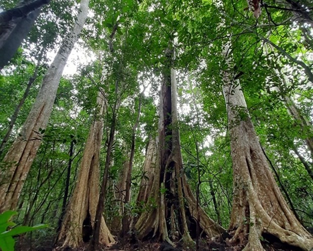 Vietnam has a lot of potentials to develop carbon trade exchange because forest covers three-quarters of its area. (Photo chinhphu.vn) Vietnam has a lot of potentials to develop carbon trade exchange because forest covers three-quarters of its area. (Photo chinhphu.vn)