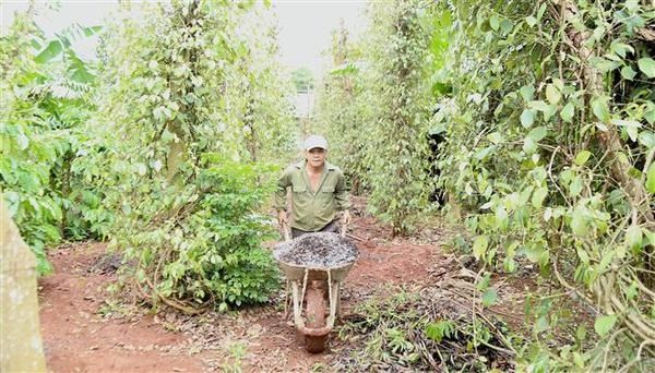 Locals in Ea Tieu and Ea Ktur communes have returned to their normal activities (Photo: VNA)