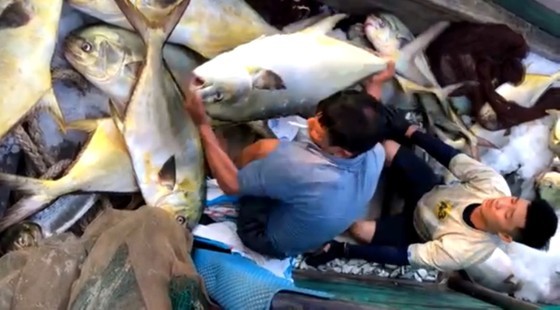 Transferring Snubnose pompano out of the boat (Photo: SGGP)
