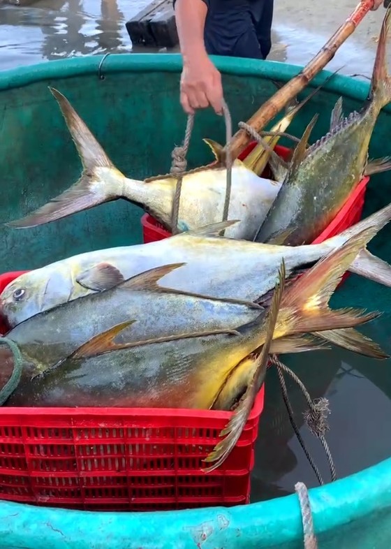 A Snubnose pompano weighs 7-20 kilos. (Photo: SGGP)