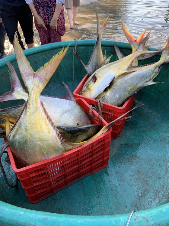 These fish are sold at prices ranging from VND180,000 (US$7.6) – VND250,000 (US$10.6) per kilo. (Photo: SGGP)
