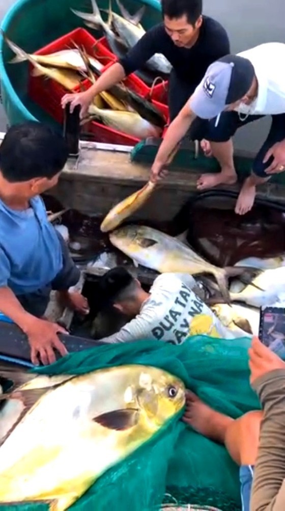 The fishing boat crew earn more than VND600 million (US$25,000) from the huge haul of fish. (Photo: SGGP)