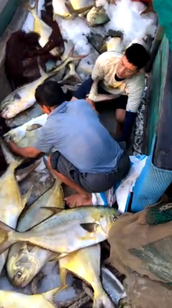 Transferring Snubnose pompano out of the boat (Photo: SGGP)