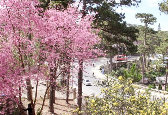 Da Lat City (Photo: SGGP)