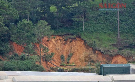 Fallen pine trees because of the cut roots and landslides behind Bao Dai Palace 3 Fallen pine trees because of the cut roots and landslides behind Bao Dai Palace 3