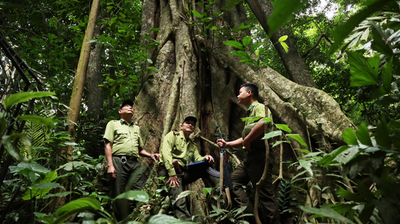 A hundred-year-old tree in Cuc Phuong National Park (Photo courtesy of Cuc Phuong National Park)