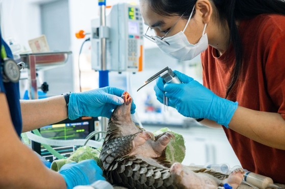 Currently, the Cuc Phuong National Park has three conservation programs. These include endangered and rare primate rescue, carnivore and pangolin conservation, and conservation of freshwater turtles and some other wildlife (deer, pheasants, and monkeys). (Photo courtesy of Cuc Phuong National Park)