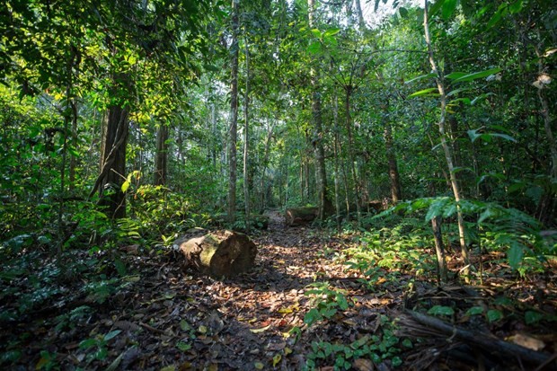 Vietnam has received US$41.2 million, equivalent to 80 percent of the total funding, from the World Bank for 10.3 million tons of CO2 as a result of its efforts to reduce carbon emissions in deforestation and forest degradation until 2025. (Photo: VNA)