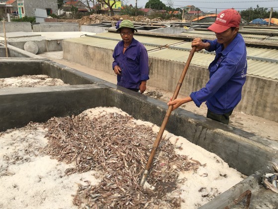 The traditional process of making fish sauce in Cat Hai fish sauce village in Hai Phong City (Photo: SGGP)