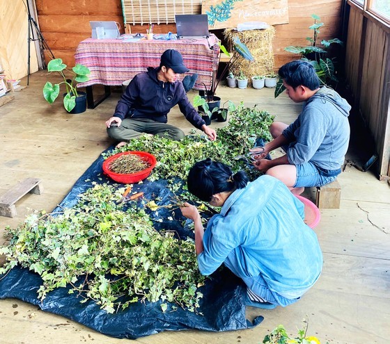 Sorted herbal materials will undergo further “processing” treatment procedures before being used to manufacture the finished herbal products.