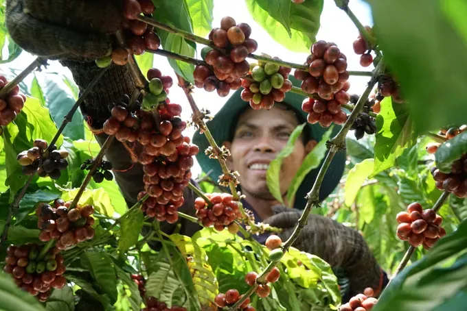 Dak Lak farmers celebrate strong yields and high prices as 2025–2026 coffee harvest begins. (Photo: SGGP)