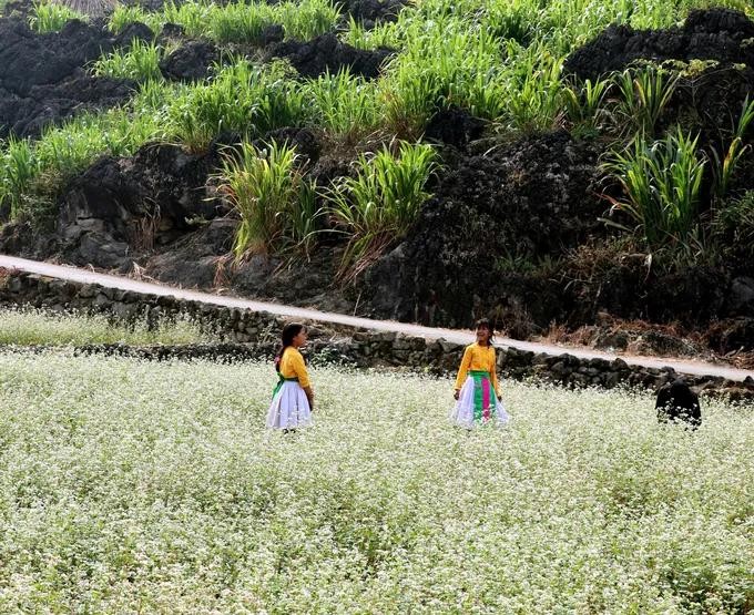 Hoa tam giác mạch4.jpg