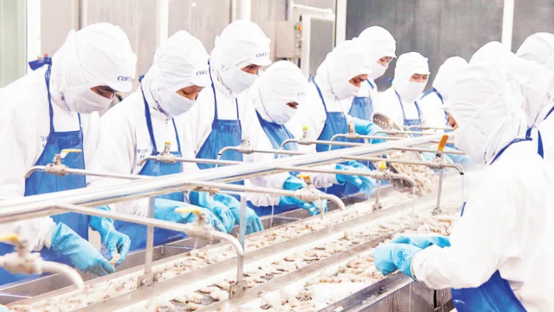 Chế biến tôm đông lạnh xuất khẩu tại Công ty Cofidec, TPHCM