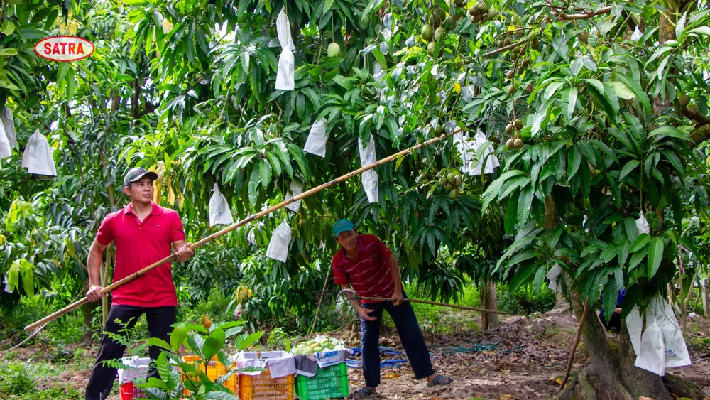 Cofidec đang tập trung phát triển các vùng nguyên liệu sạch tại Đồng bằng sông Cửu Long theo tiêu chuẩn GlobalGAP