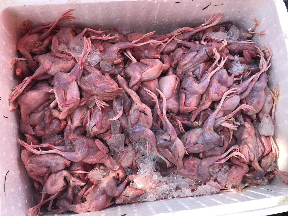 Cần Thơ: Phát hiện xe chở động vật số lượng lớn không rõ nguồn gốc ảnh 2