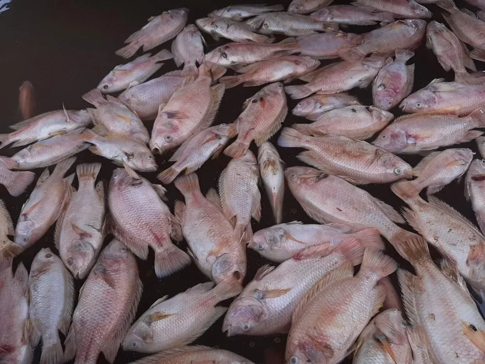 Cá nuôi trên sông Tiền chết hàng loạt, không có biểu hiện của dịch bệnh ảnh 2