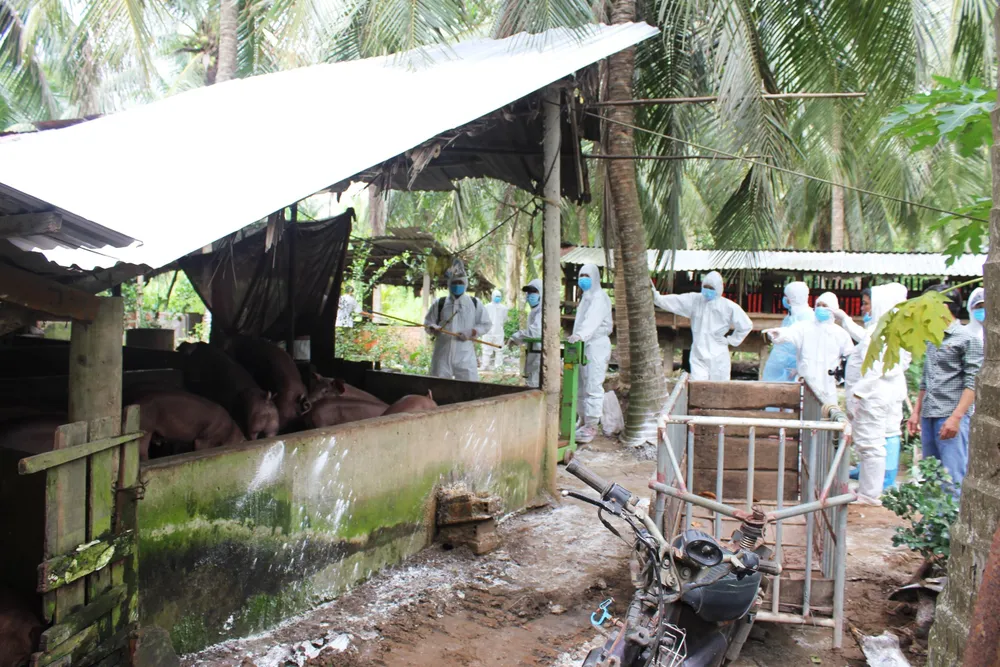 Bến Tre là tỉnh cuối cùng ở ĐBSCL nhiễm dịch tả heo châu Phi ảnh 1