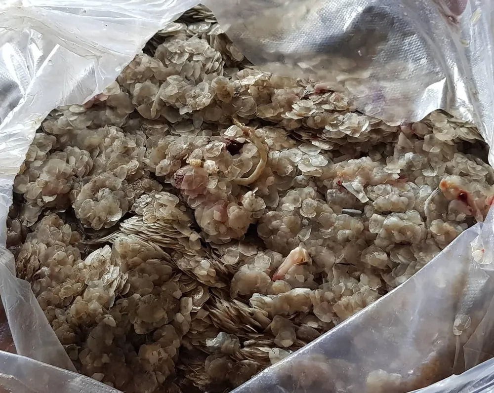 Chưa rõ mục đích thương lái ồ ạt mua vảy cá tại Đồng Tháp ảnh 3