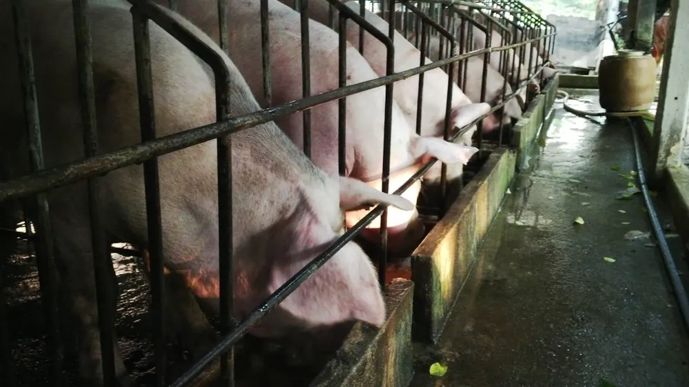 Tổng đàn heo của cả nước giảm 18,5% so cùng kỳ 2018 ảnh 2