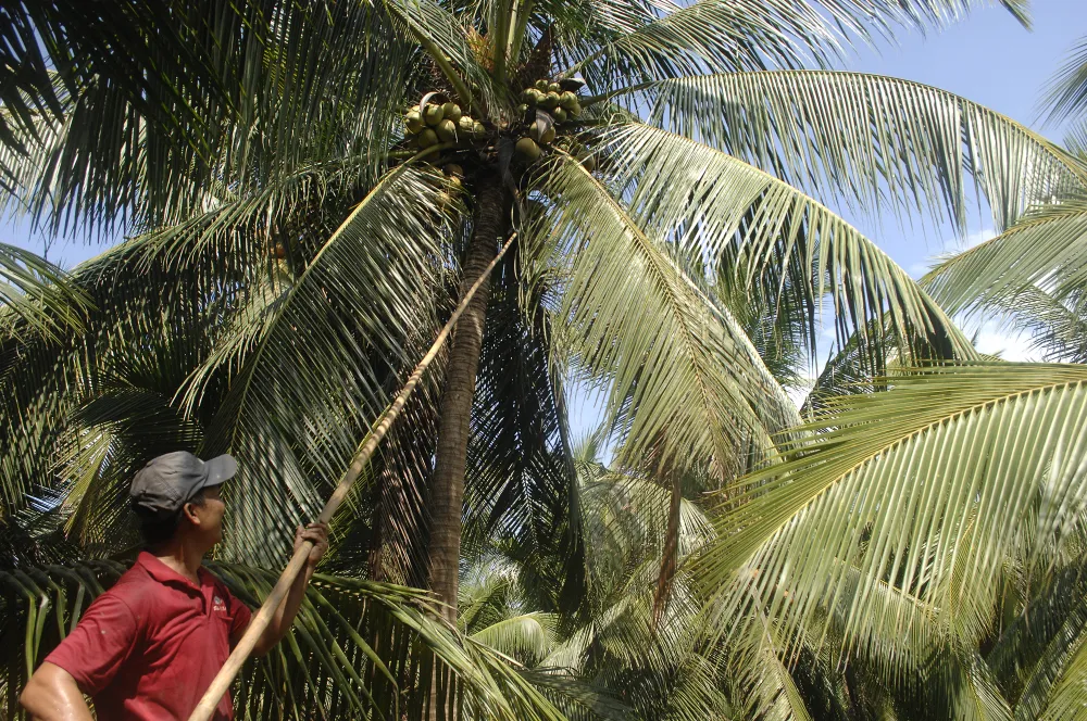 Lễ hội dừa Bến Tre tập trung hướng về cộng đồng ảnh 1