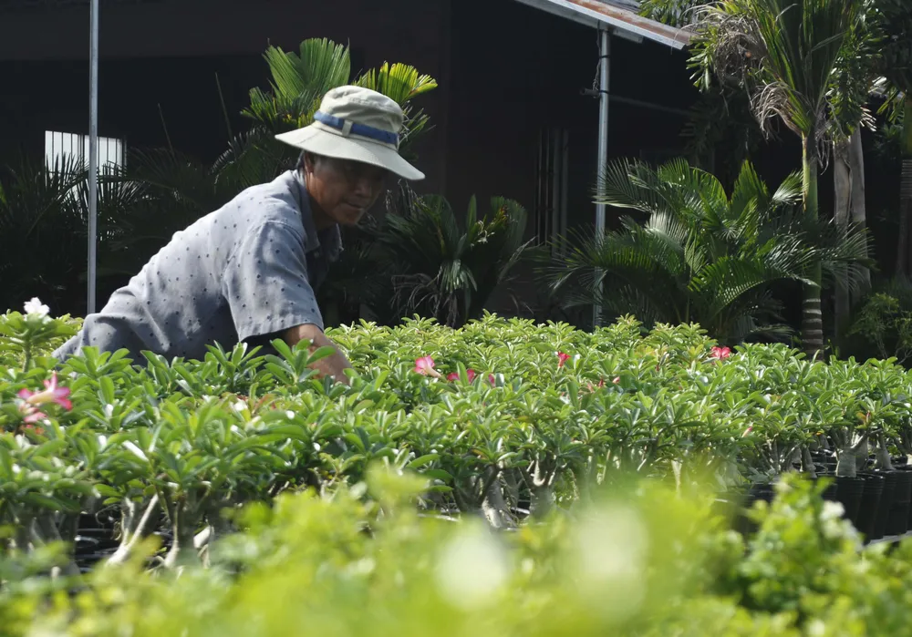 Để làng hoa Sa Đéc khoe sắc 4 mùa ảnh 9