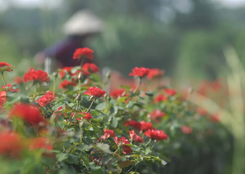 Để làng hoa Sa Đéc khoe sắc 4 mùa ảnh 10