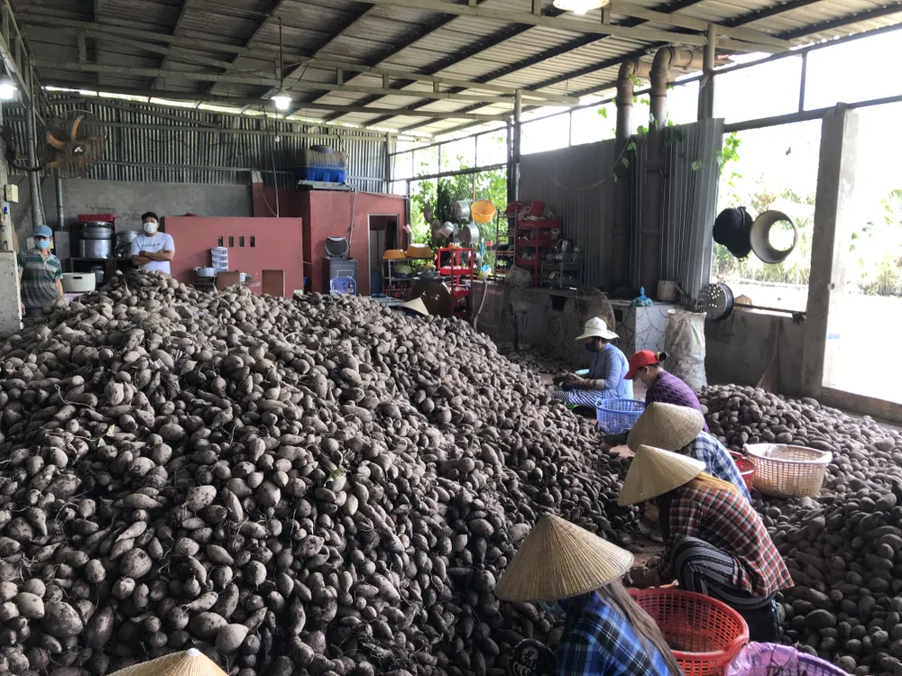 Khoai lang tại tỉnh Vĩnh Long đang rớt giá