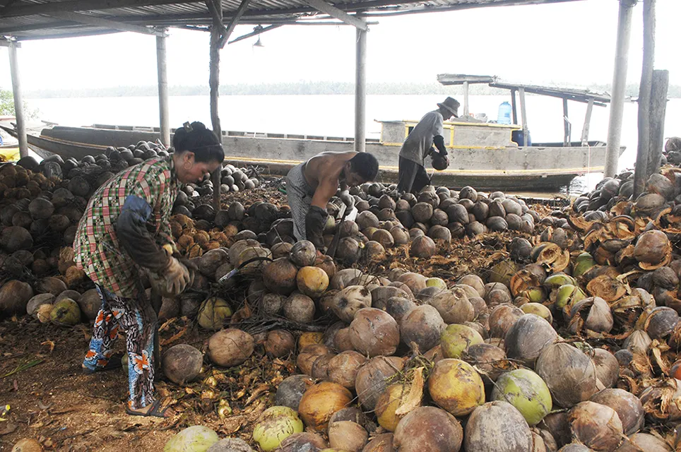 ĐBSCL: Giá dừa khô tăng cao  ảnh 2