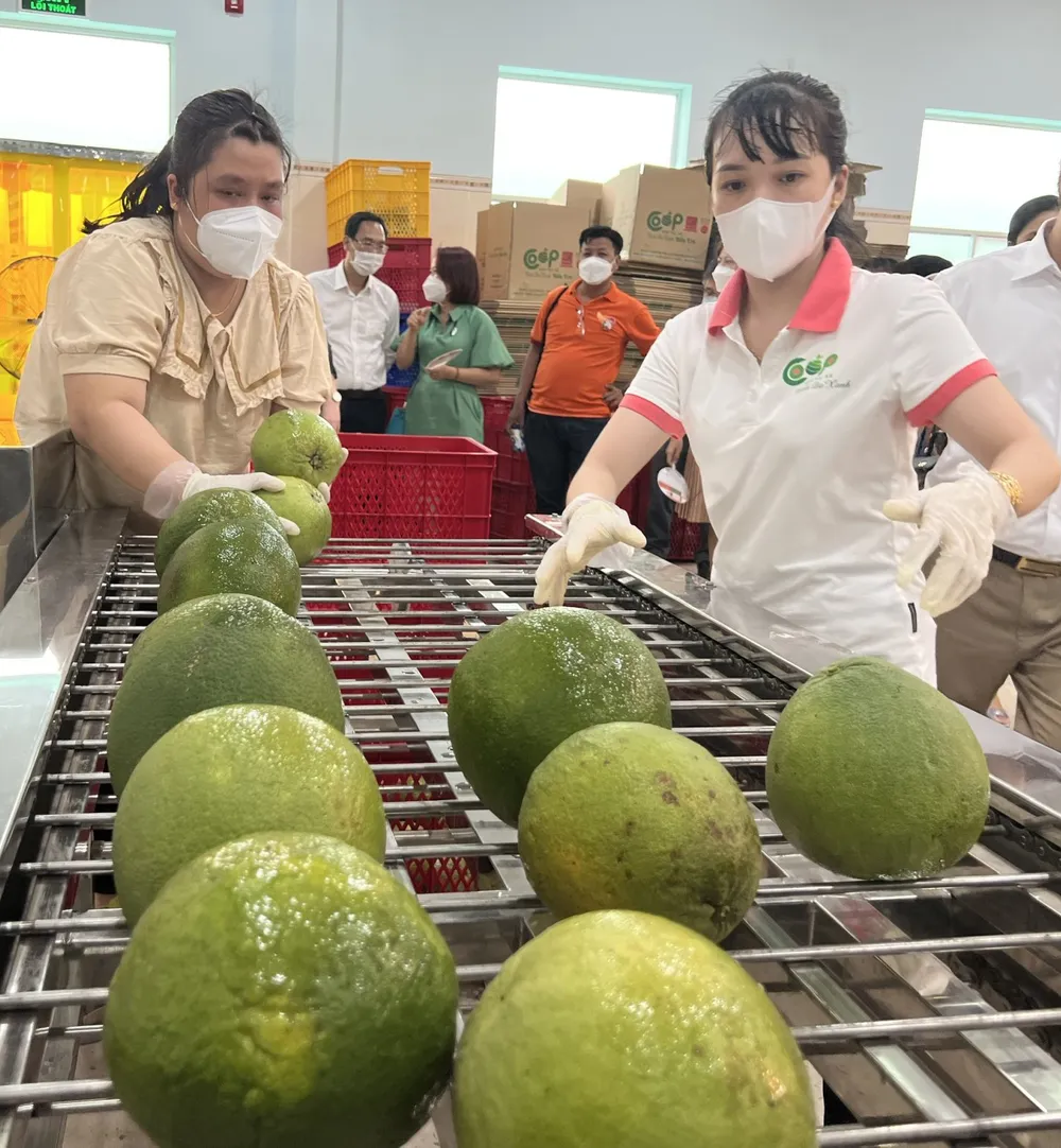 Bến Tre: Dự kiến chi 33 tỷ đồng hỗ trợ người lao động thuê nhà ảnh 1