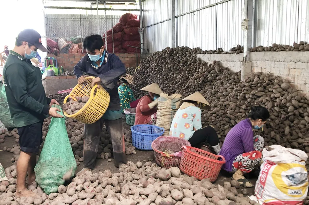 Vĩnh Long tập huấn xuất khẩu khoai lang chính ngạch ảnh 2
