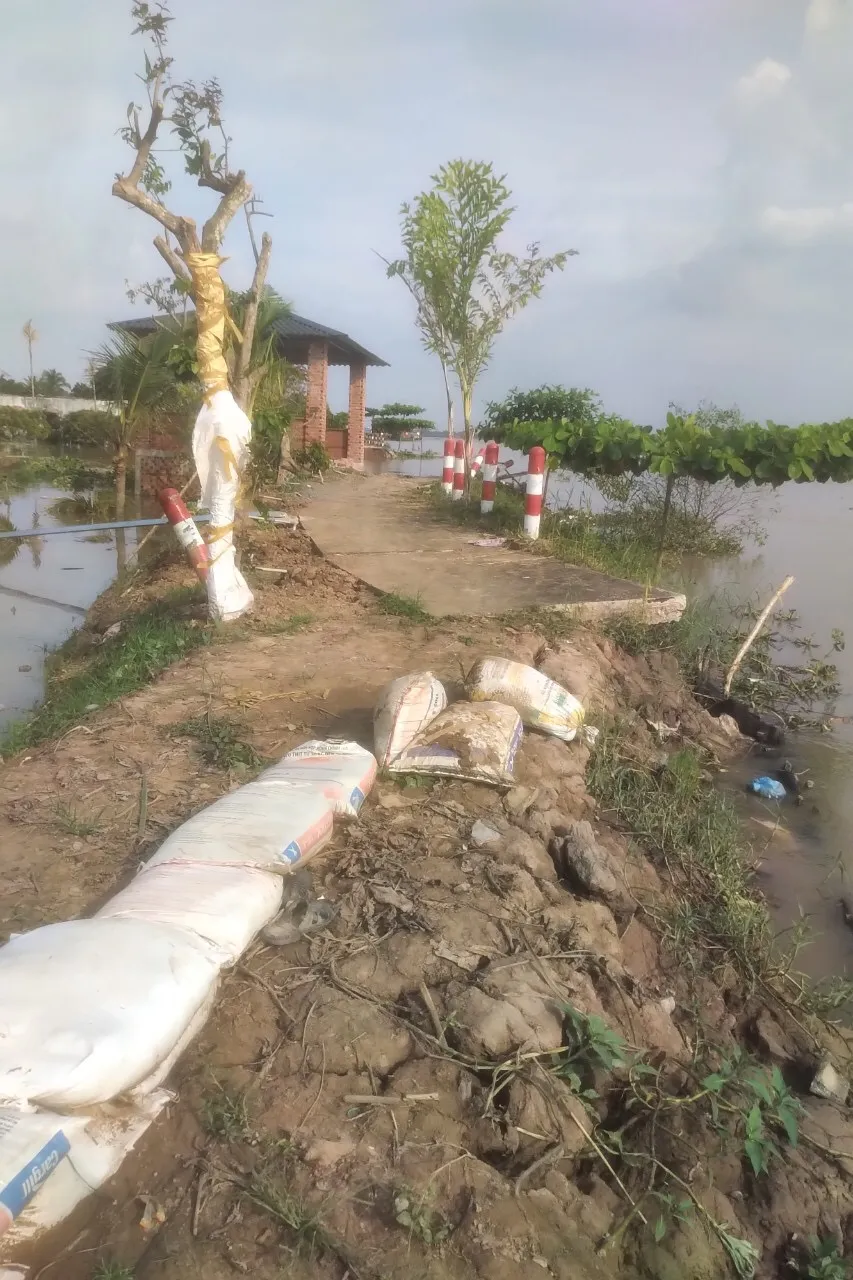 Sạt lở nghiêm trọng tại cồn Phú Đa  ảnh 2