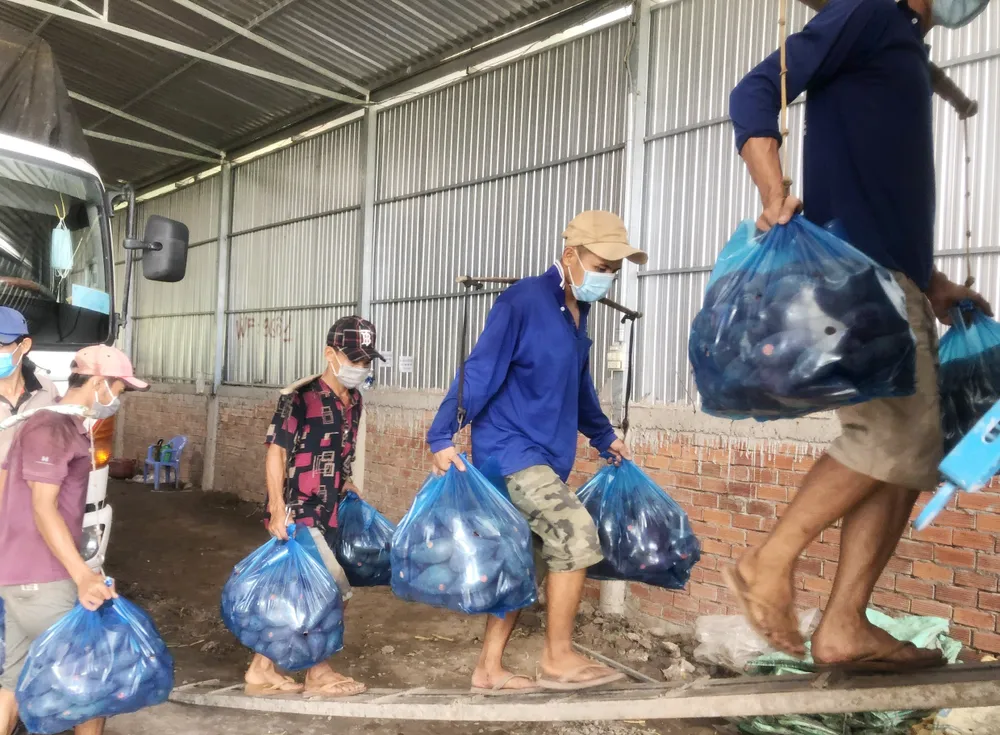 Vĩnh Long tập huấn xuất khẩu khoai lang chính ngạch ảnh 3