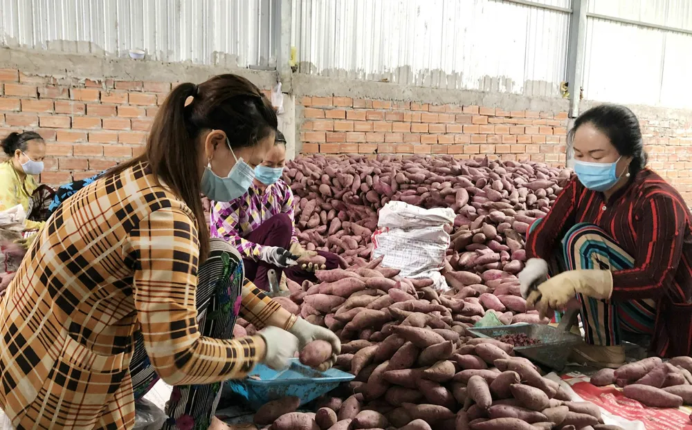 Vĩnh Long tập huấn xuất khẩu khoai lang chính ngạch ảnh 1