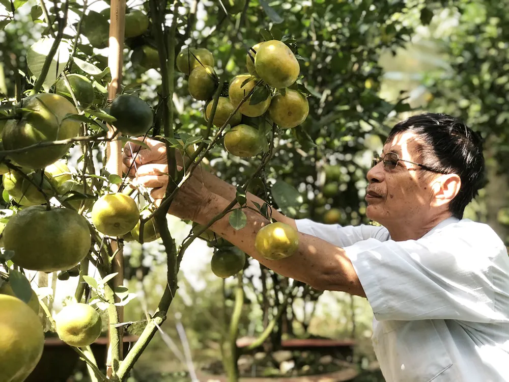 Nhà vườn Lai Vung chăm sóc vườn quýt hồng, vừa phục vụ lễ hội vừa chuẩn bị cho dịp Tết Nguyên đán