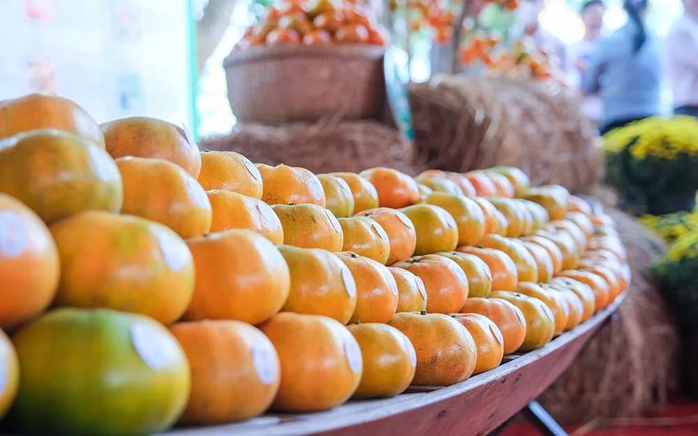 Quýt hồng Lai Vung, loại trái cây đặc sản của huyện được du khách ưa chuộng