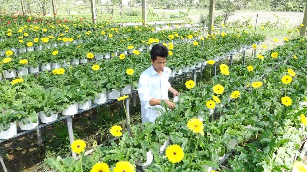 Cúc đồng tiền cho bông quanh năm, không phụ thuộc vào thị trường Cúc đồng tiền cho bông quanh năm, không phụ thuộc vào thị trường