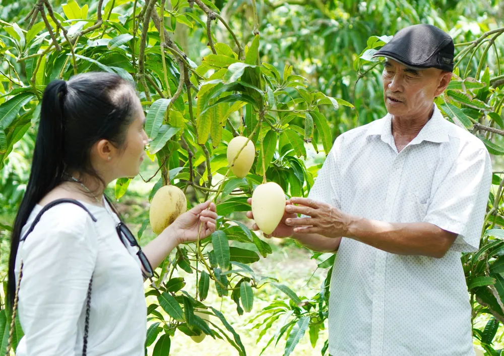 Đồng Tháp có hơn 8.200ha xoài đăng ký mã số vùng trồng, với 296 mã số