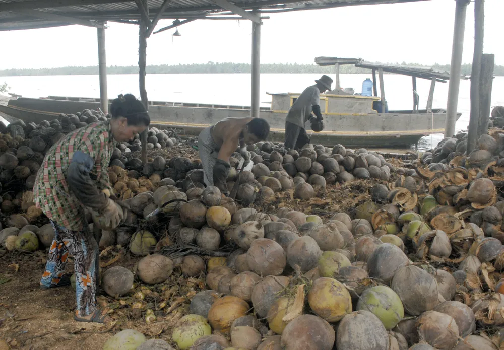 Vĩnh Long phấn đấu khoảng 70% sản lượng dừa sẽ được tiêu thụ qua hợp đồng liên kết. Ảnh: TÍN HUY