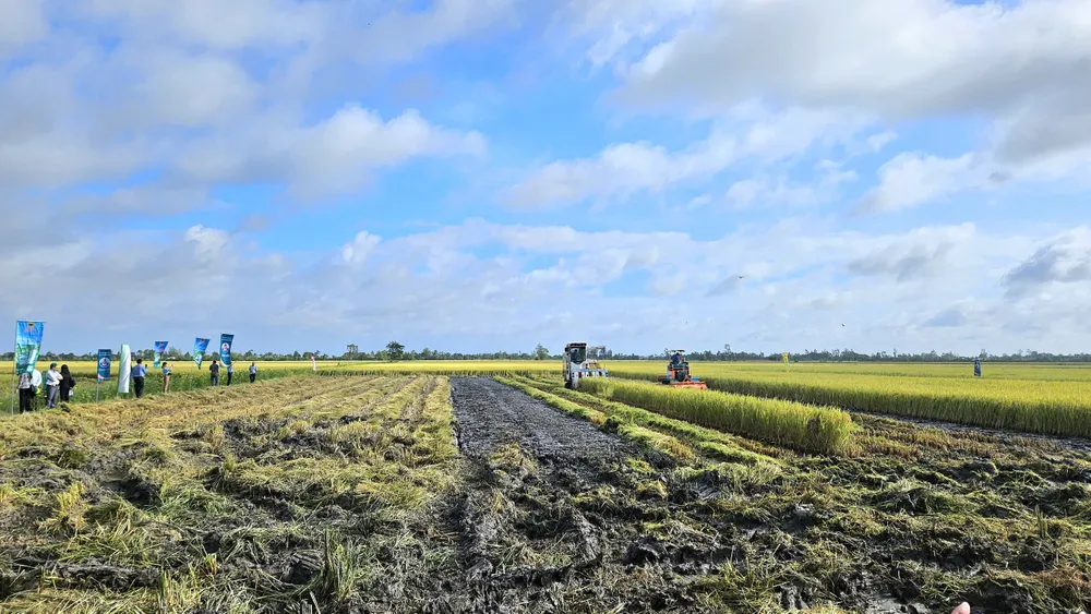 Hiệu quả bước đầu của mô hình là chi phí sản xuất giảm khoảng 30% so với ruộng đối chứng. Ảnh: THÚY LY