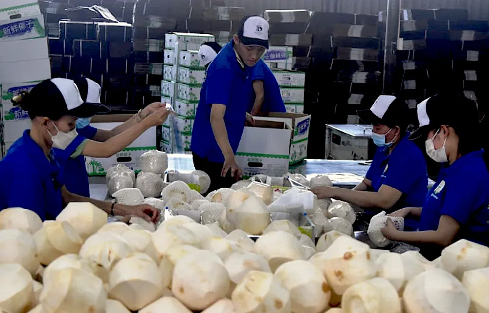 XK DUA - TIEN GIANG.png