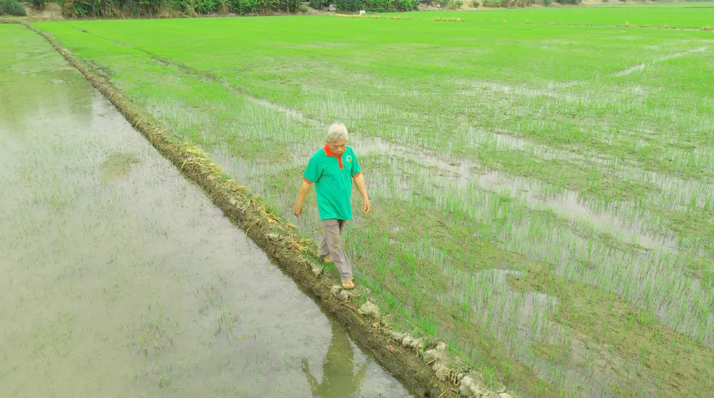 LÚA SINH THÁI - SẾU 1.png