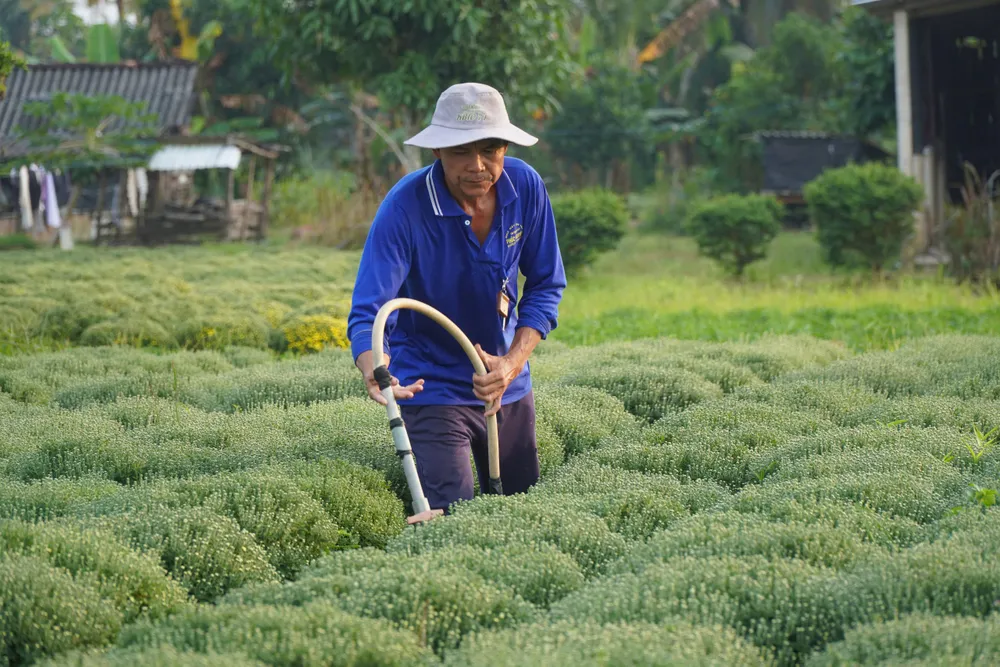 Hoa kiểng chợ lách.jpg