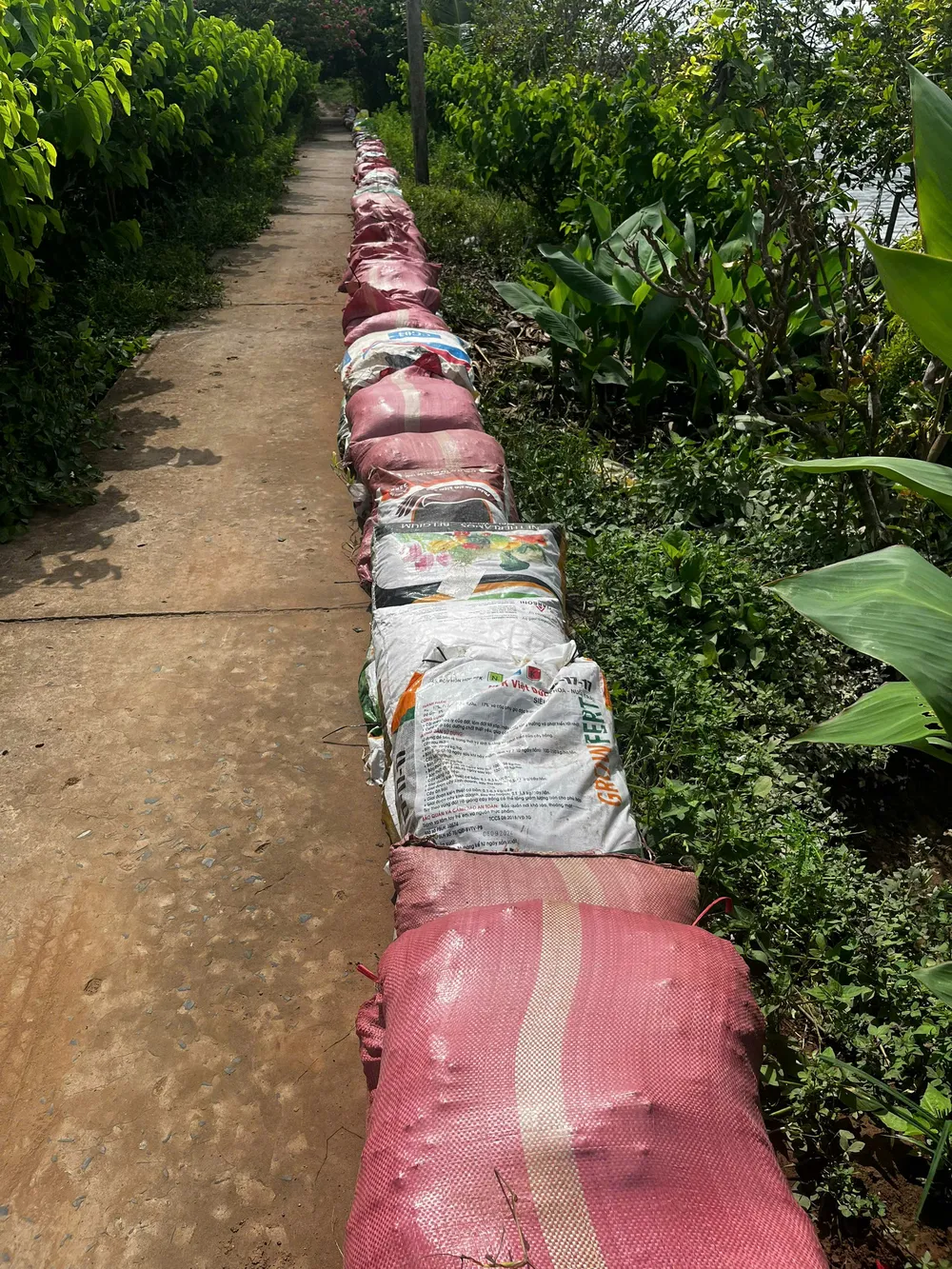 VỠ ĐÊ CHỢ LÁCH 1.jpg