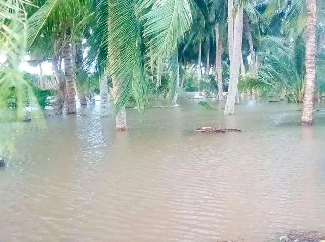 Triều cường dâng cao gây sạt lở, nước tràn vào gây ảnh hưởng đến diện tích vườn cây ăn trái của 29 hộ dân xã Mỹ Đức, huyện Càng Long