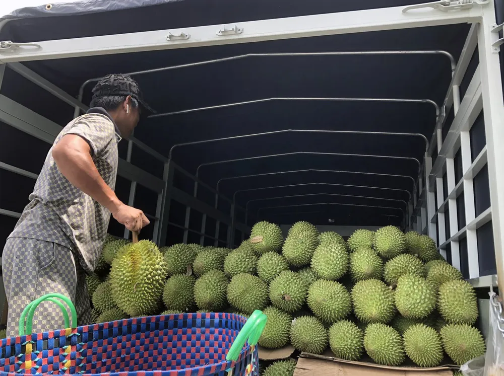 SẦU RIÊNG 1.jpg