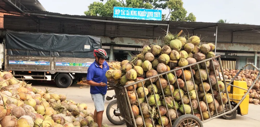 Vĩnh Long lựa chọn 15 HTX tiêu biểu để đầu tư trọng tâm nhằm nâng cao chất lượng, hiệu quả hoạt động của kinh tế tập thể theo hướng bền vững. Ảnh: TÍN HUY