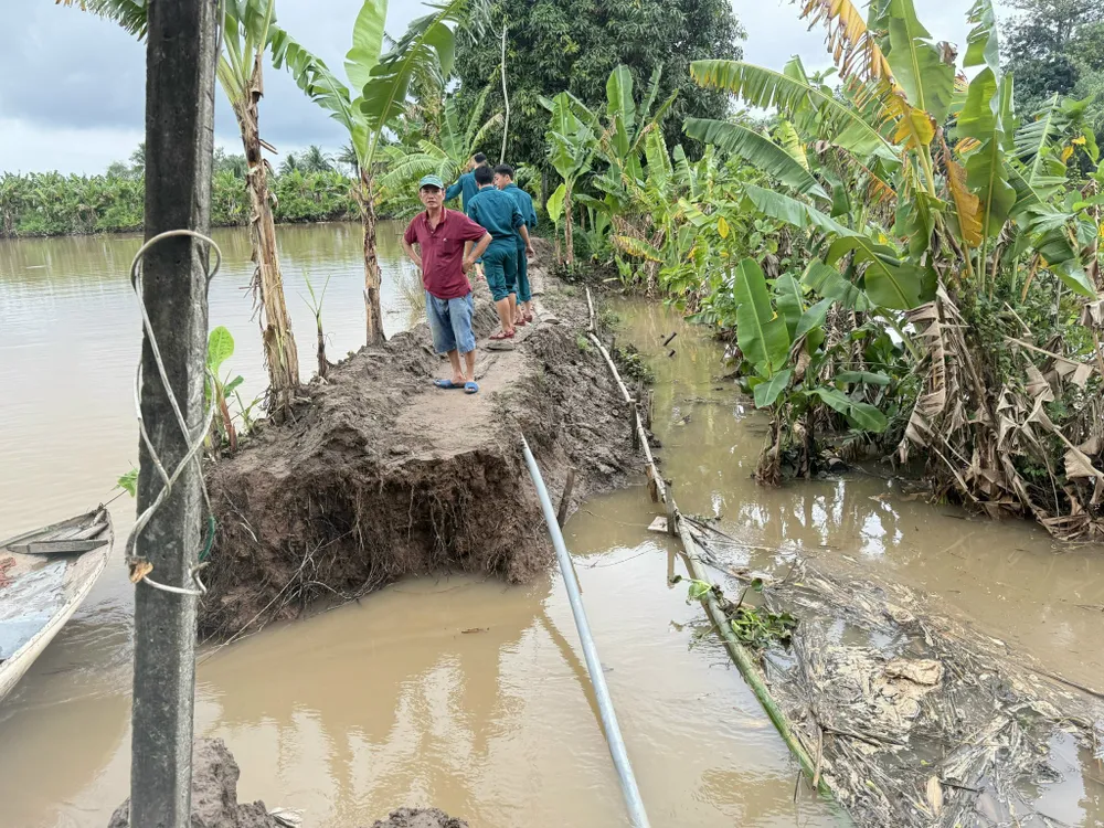 Đoạn đê bị sạt lở tại cồn Sơn. Ảnh: CAO PHONG
