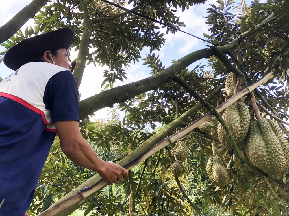 Vĩnh Long hoàn thành chuyển đổi 68 mã số vùng trồng sầu riêng và duy trì hoạt động 4 cơ sở đóng gói. Ảnh: TÍN HUY
