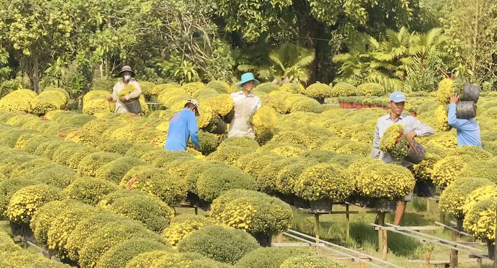 Cúc mâm xôi nở sớm khiến nhiều nhà vườn lao đao